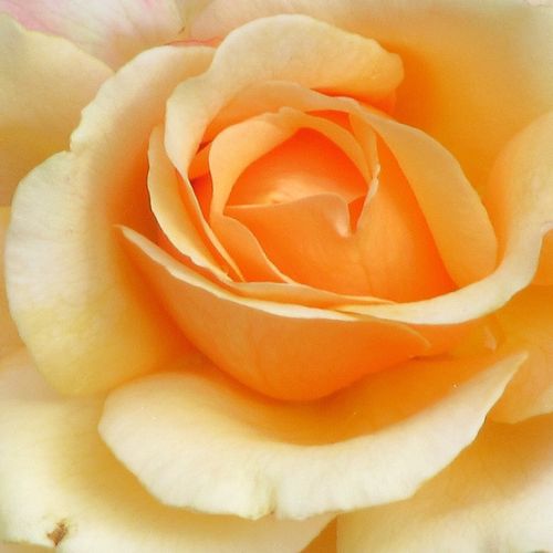 Rosa Oh Happy Day® - rosa de fragancia medio intensa - Árbol de Rosas Híbrido de Té - rosal de pie alto - amarillo - Tim Hermann Kordes- forma de corona de tallo recto - Rosal de árbol con forma de flor típico de las rosas de corte clásico.